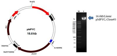 Over-expression of a Codon Optimized Yeast Cytosolic Pyruvate Carboxylase (PYC2) in CHO Cells for an Augmented Lactate Metabolism